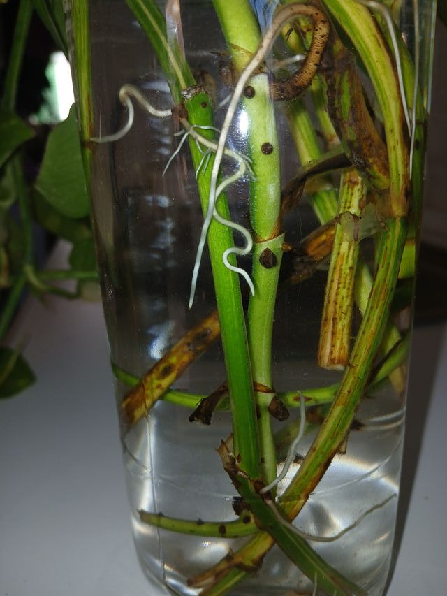 plantas tallos de poto