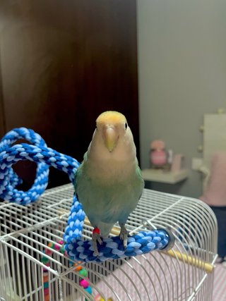 Juguete de espiral para pájaros