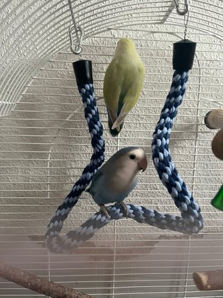 Juguete de espiral para pájaros
