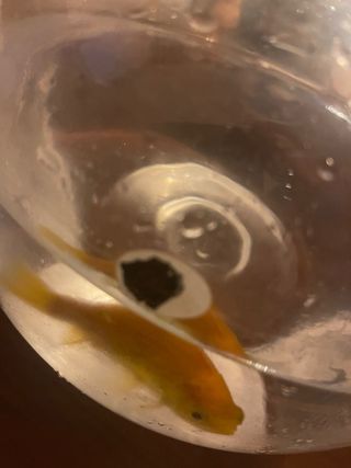 Cuenco tipo Pecera de Cristal Bueno