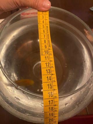 Cuenco tipo Pecera de Cristal Bueno