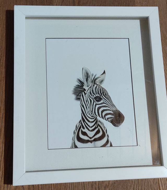 Cuadros animales de la fotógrafa Sharon Montrose