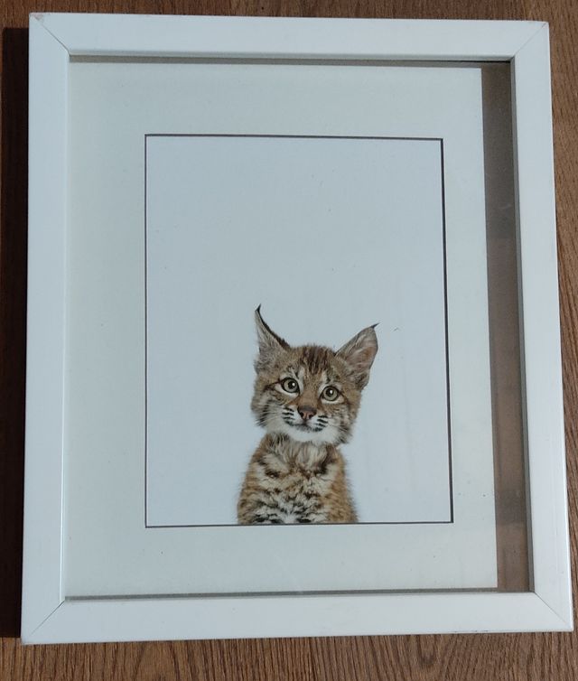 Cuadros animales de la fotógrafa Sharon Montrose