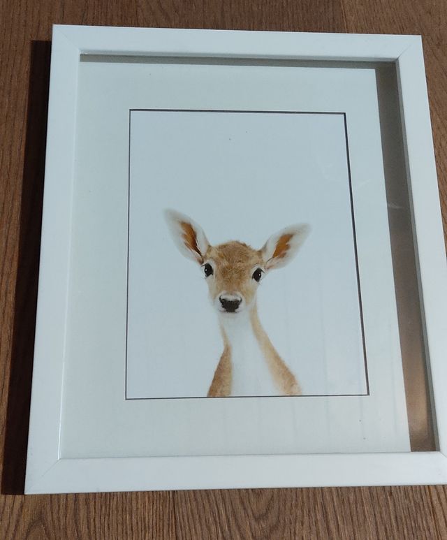 Cuadros animales de la fotógrafa Sharon Montrose