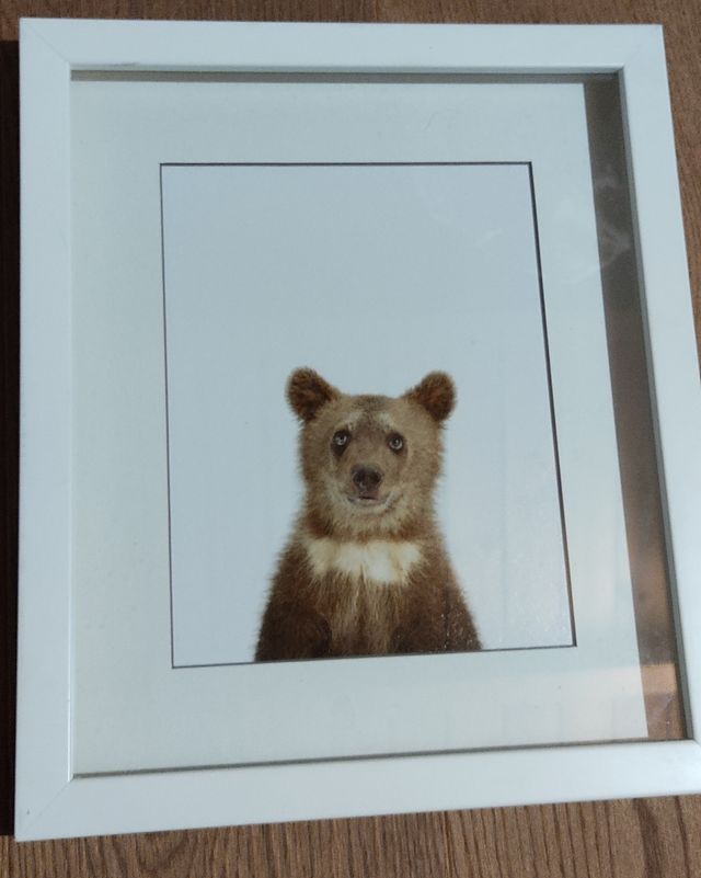 Cuadros animales de la fotógrafa Sharon Montrose