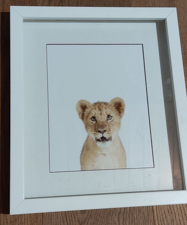 Cuadros animales de la fotógrafa Sharon Montrose