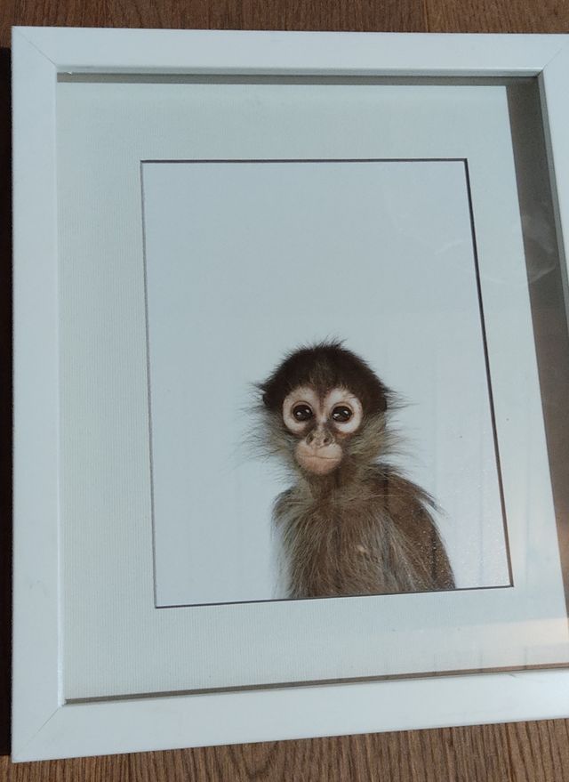 Cuadros animales de la fotógrafa Sharon Montrose