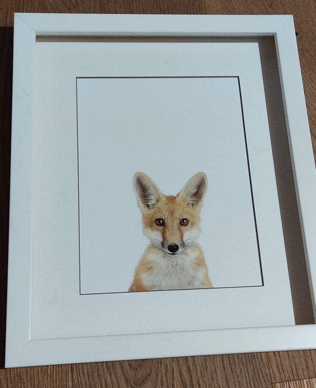 Cuadros animales de la fotógrafa Sharon Montrose