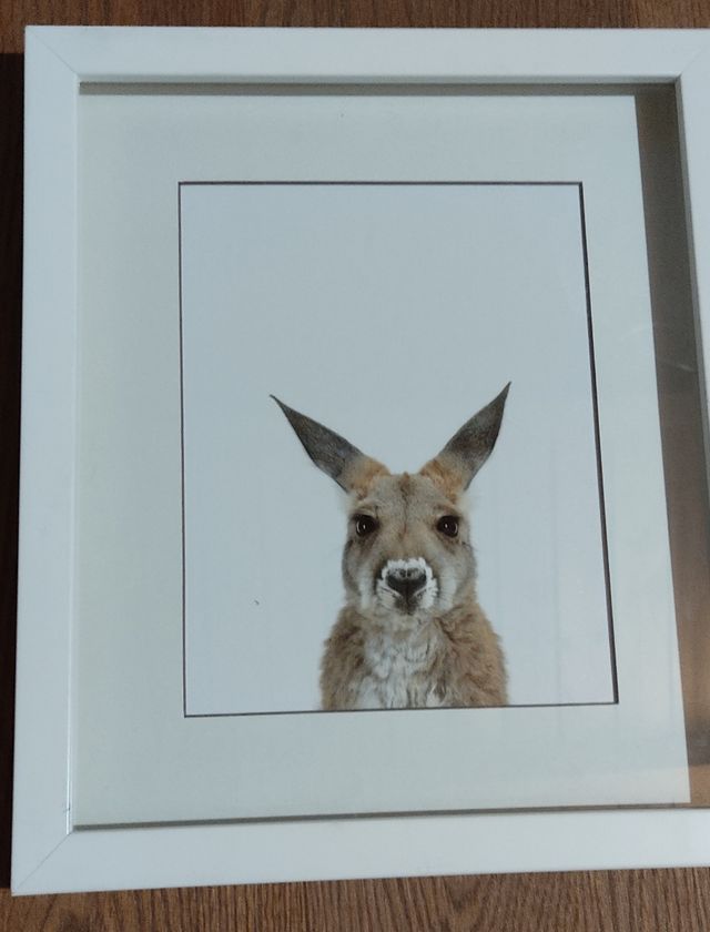 Cuadros animales de la fotógrafa Sharon Montrose