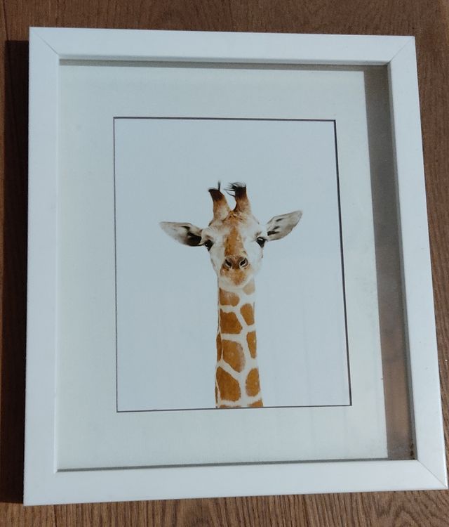 Cuadros animales de la fotógrafa Sharon Montrose