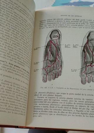ANATOMÍA HUMANA. 4ª EDICIÓN. TOMO III.