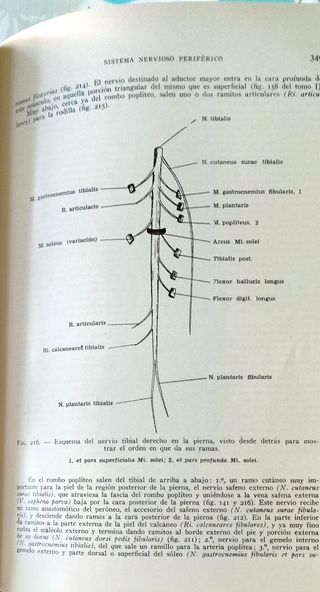 ANATOMÍA HUMANA. 4ª EDICIÓN. TOMO III.