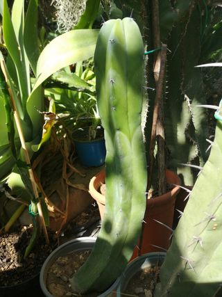 Myrtillocactus geometrizan