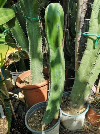 Myrtillocactus geometrizan