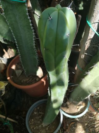 Myrtillocactus geometrizan