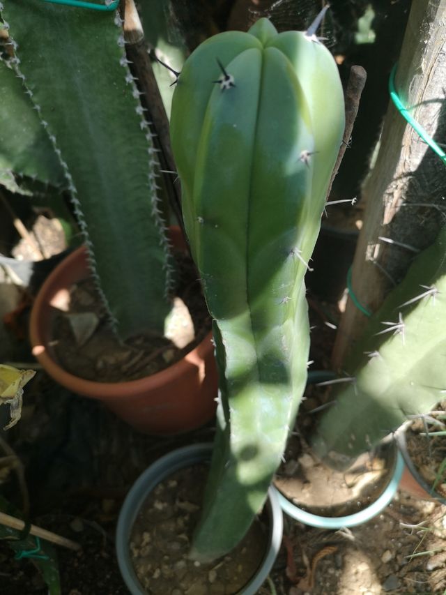 Myrtillocactus geometrizan