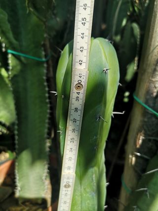 Myrtillocactus geometrizan