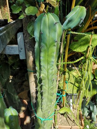 Myrtillocactus geometrizan
