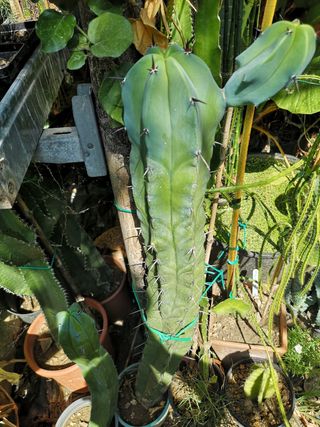 Myrtillocactus geometrizan