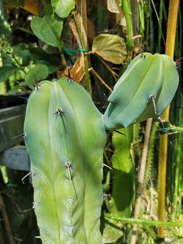 Myrtillocactus geometrizan