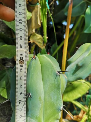 Myrtillocactus geometrizan