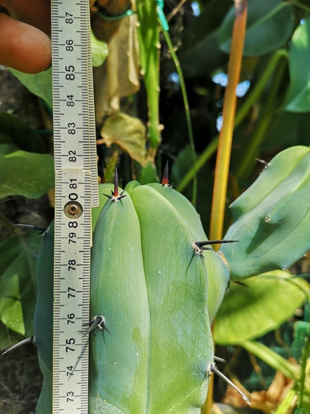 Myrtillocactus geometrizan