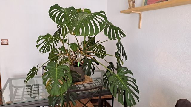 Vestido pedrería verde agua - El Corte Inglés