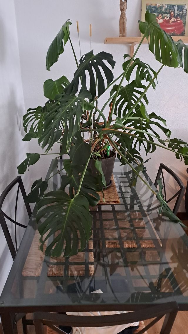 Vestido pedrería verde agua - El Corte Inglés