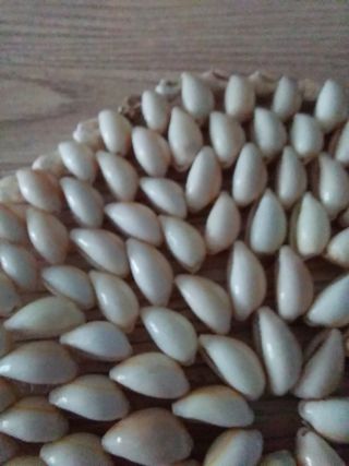Sottopentola in conchiglia