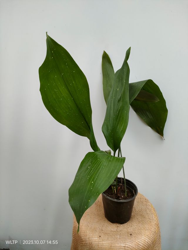 Aspidistra SET 4 Plant of Aspidistra in offer