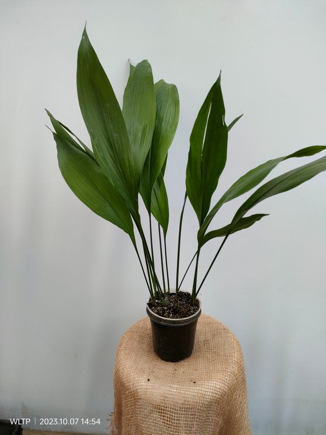 Aspidistra SET 4 Plant of Aspidistra in offer