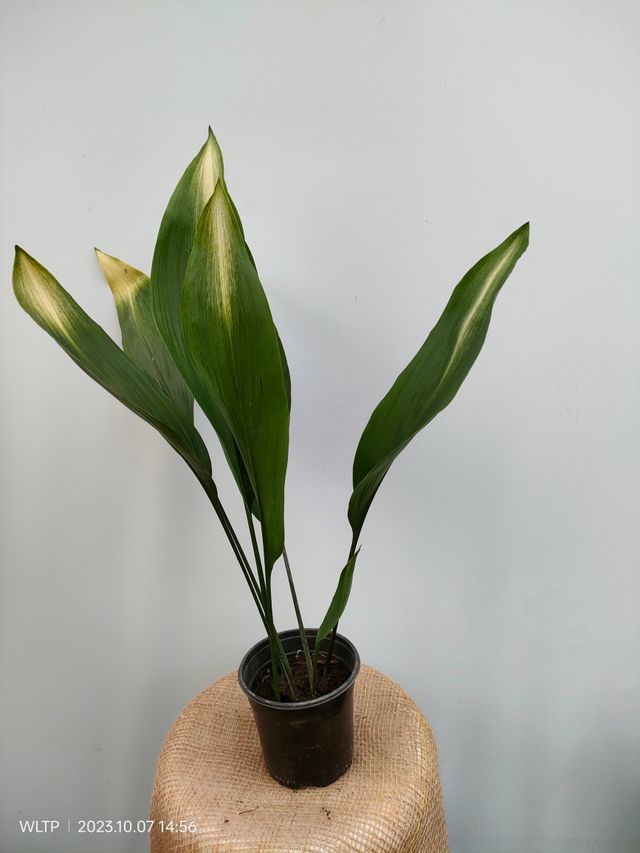 Aspidistra SET 4 Plant of Aspidistra in offer