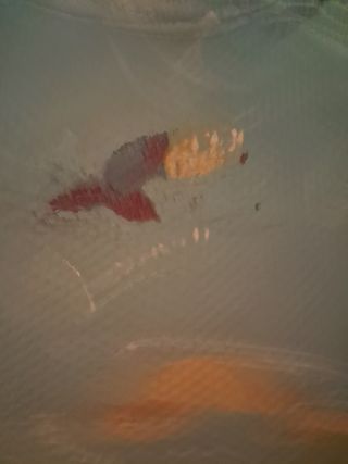 Para bañera de niños apoyo