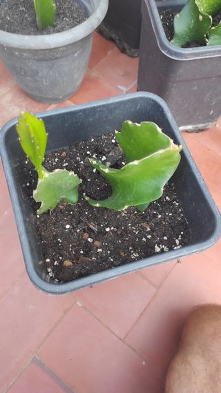 Planta cactus Pittaya en maceta.Fruta del Dragon