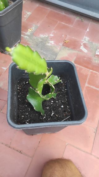 Planta cactus Pittaya en maceta.Fruta del Dragon