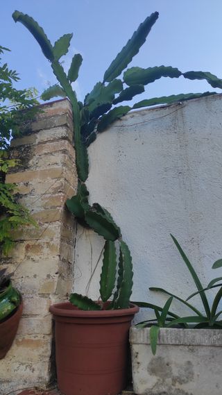Planta cactus Pittaya en maceta.Fruta del Dragon