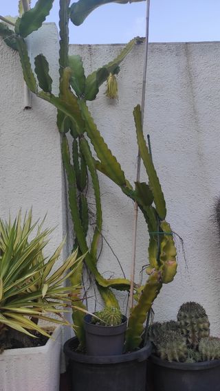 Planta cactus Pittaya en maceta.Fruta del Dragon