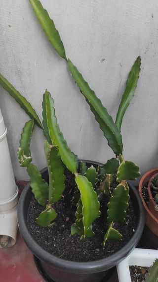 Planta cactus Pittaya en maceta.Fruta del Dragon