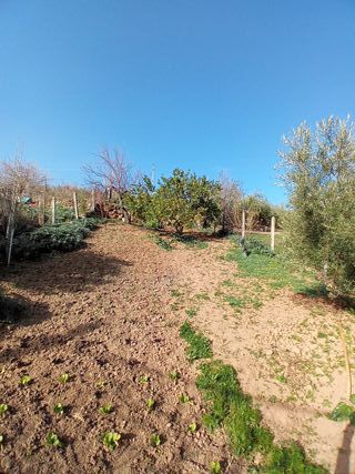 Terreno cultivado en Palomares