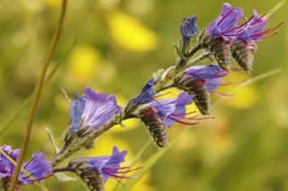 Tamron SP 70-200mm F 2.8 VC para Canon