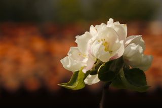 Tamron SP 70-200mm F 2.8 VC para Canon