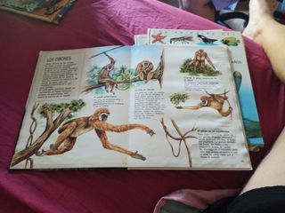 LOS ANIMALES