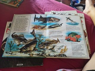 LOS ANIMALES