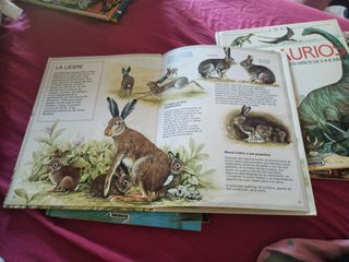LOS ANIMALES