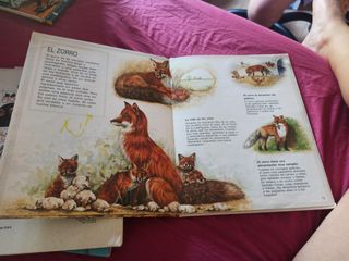 LOS ANIMALES