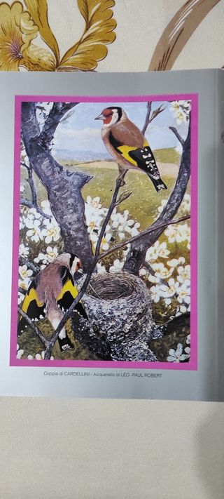 Libro Giorgio de Baseggio Massimo Nata