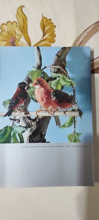 Libro di Giorgio de Baseggio