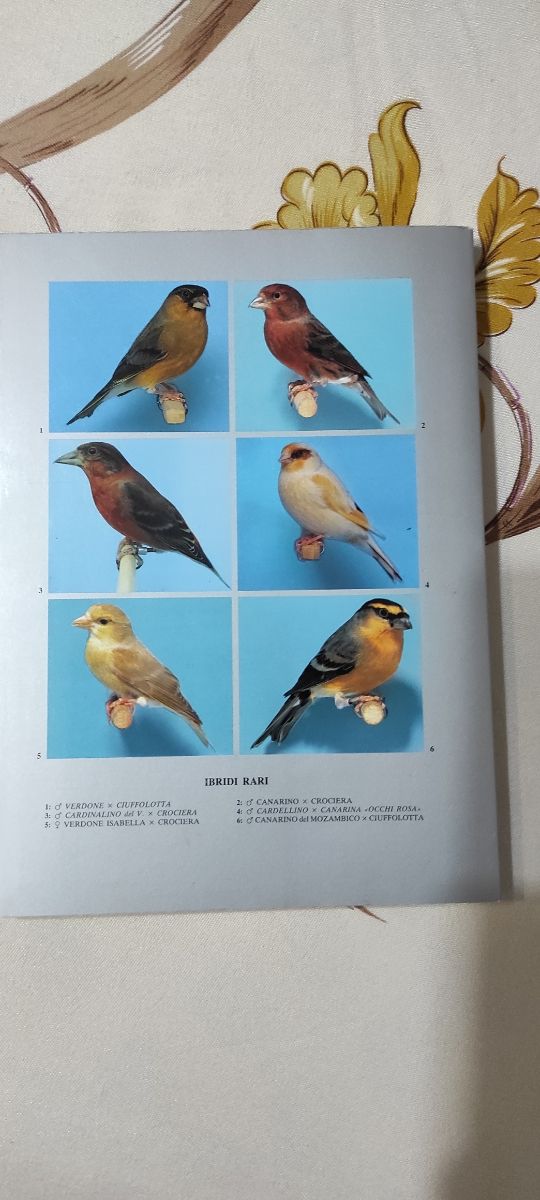 Libro di Giorgio de Baseggio