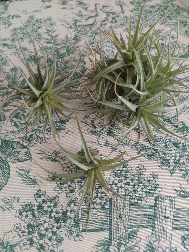 Tillandsia bergeri