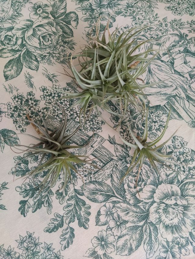 Tillandsia bergeri